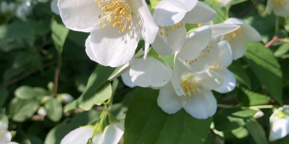 Sommerrabatte auf alle Drucksorten